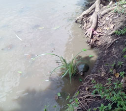 Черепаха в озере Конопойма на территории 43 артиллерийской бригады в Сан-Хуане-де-лос-Моррос (штат Гуарико).