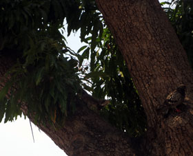 Голубь и игуана на манговом дереве.