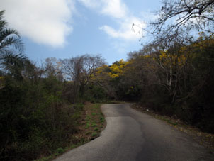 Арагуаней, цветущий вдоль дороги на Патанемо.