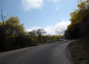 Арагуаней, цветущий вдоль дороги на Патанемо.