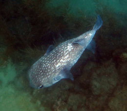 Рыба-шар в водах Карабобо.