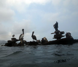Пеликаны на затонувшем корабле острова Длинный. Никогда ещё я подплывал так близко к пеликанам.