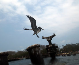 Пеликаны на затонувшем корабле острова Длинный. Никогда ещё я подплывал так близко к пеликанам.