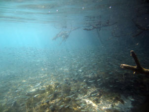 Под водой на опушке мангрового леса у берега Бока Сека (Сухое Устье) в национальном парке Моррокой.