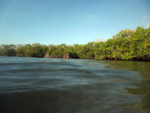 Опушка мангрового леса у берега Бока Сека (Сухое Устье) в национальном парке Моррокой.