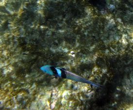 Рыбка на коралловой отмели в национальном парке Моррокой.