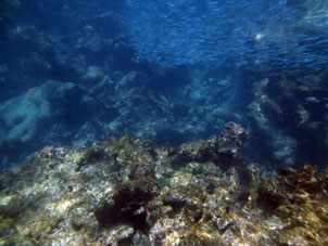 Рыбий косяк на коралловой отмели у пляжа Меро в национальном парке Моррокой.