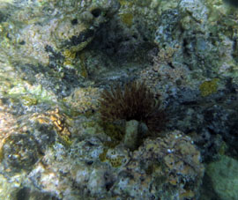 Анемон на коралловом рифе.