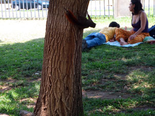 Белка в парке Фернандо Пеньяльвер.