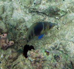 Рыбка на коралловой отмели у острова Длинный (Исла Ларга).