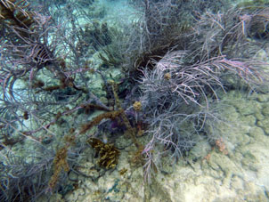 Водоросли и кораллы на отмели у острова Длинный (Исла Ларга).