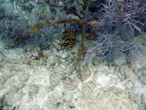 Водоросли и кораллы на отмели у острова Длинный (Исла Ларга).
