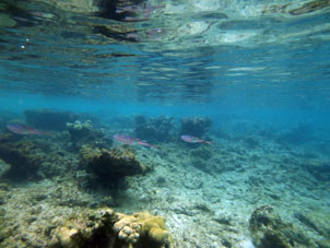 Косяк на коралловой отмели у острова Длинный (Исла Ларга).