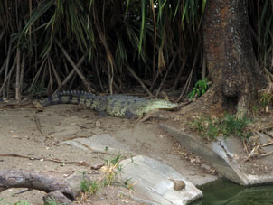 Аллигатор в Восточном парке Каракаса.