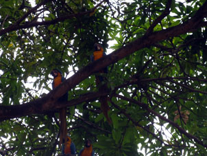 Сине-жёлтые ара в том же самом Восточном парке Каракаса.