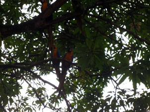 Сине-жёлтые ара в том же самом Восточном парке Каракаса.