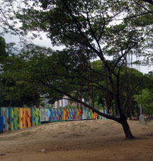 Корни дерева, отрастающие от ветвей в Восточном парке Каракаса.