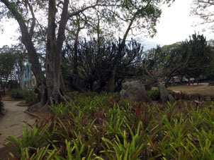 Коллекция суккулентов (растений засушливых областей) в Восточном парке в Каракасе.
