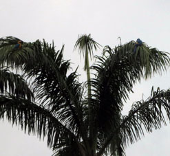 Жёлто-синие ара на королевских пальмах.