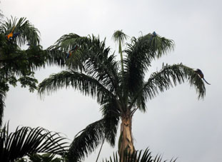 Жёлто-синие ара на королевских пальмах в Восточном парке в Каракасе.