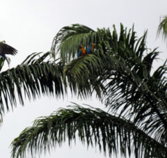 Жёлто-синие ара на королевских пальмах в Восточном парке в Каракасе.