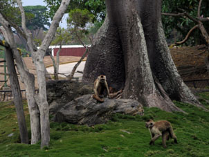 Обезьяний остров в Восточном парке Каракаса.