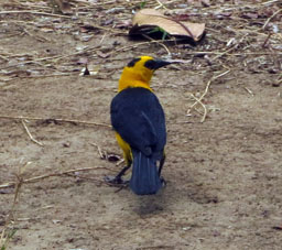 Птица турпиаль - один из символов Венесуэлы.