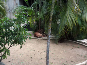Пума в зверинце Восточного парка Каракаса.