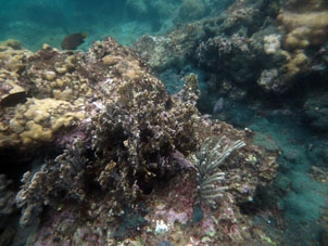 Просто коралловая отмель в бухте Патанемо.
