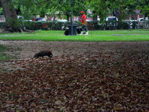 Пикачи (агути) в парке Фернандо Пеньяльвер.