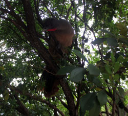 Птицу гуачараку на Венесуэльских Равнинах держат, как курицу, хотя она встречается и в дикой природе. Птица громко и пронзительно кричит. Поэтому крикливую женщину на Венесуэльских Равнинах называют гуачаракой.