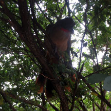 Птицу гуачараку на Венесуэльских Равнинах держат, как курицу, хотя она встречается и в дикой природе. Птица громко и пронзительно кричит. Поэтому крикливую женщину на Венесуэльских Равнинах называют гуачаракой.