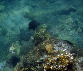 Подводный мир в бухте Патанемо.
