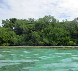 Берег атолла Сомбреро, вдоль которого и встречаются эти кораллы.