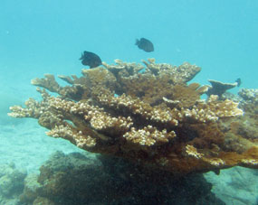 Кораллы у берега Сомбреро.
