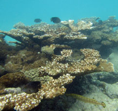 Кораллы у берега Сомбреро.