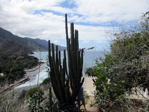 Вот такие высокие кактусы вырастают в Арагуа.