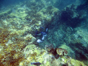 Риф в бухте Ката под водой.