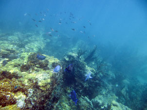Риф в бухте Ката под водой.
