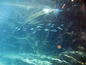 Рыба около сетей в бухте Ката (рядом с Катикой).
