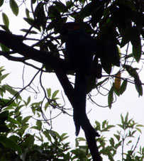 Сине-жёлтый ара в Восточном парке в Каракасе.