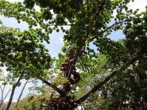 Красивые, но несъедобные плоды дерева Тапаро в Восточном парке в Каракасе.