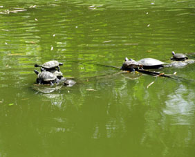 Черепахи делают фигуры в пруду, словно "приветствуют великую патриотическую камбалу".