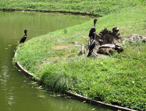 И бакланы тоже были в Восточном парке Каракаса.