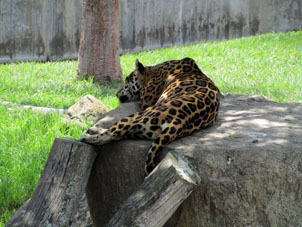 А это ягуар в Восточном парке Каракаса.