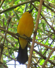 Птица турпиаль в бамбуковых зарослях в Восточном парке Каракаса.