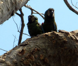 Два зелёных королевских попугая в Восточном парке Каракаса.