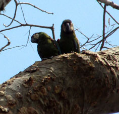 Два зелёных королевских попугая в Восточном парке Каракаса.