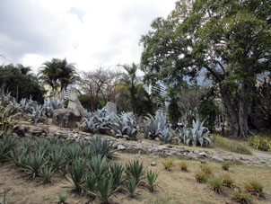 Коллекция суккулентов (засухоустойчивых растений) в Восточном парке Каракаса.