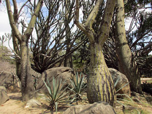 Коллекция суккулентов (засухоустойчивых растений) в Восточном парке Каракаса.